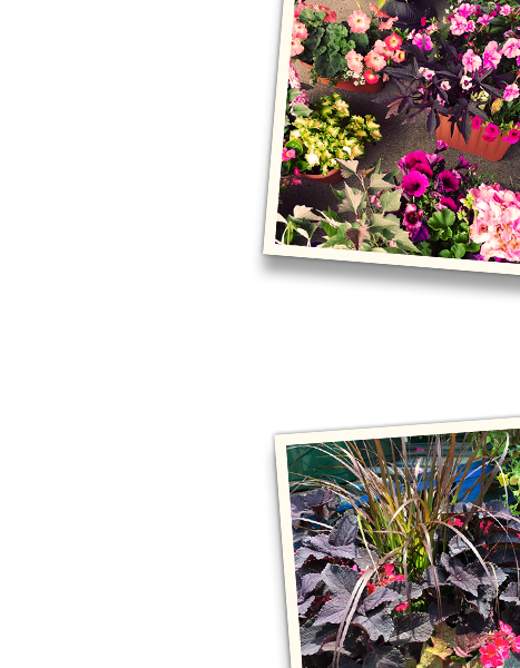 Pick Your Own Strawberries and Flowers at Paulus Farm Market