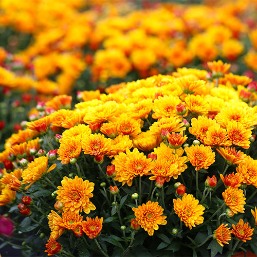 Hearty Fall Mum Fundraising Opportunity