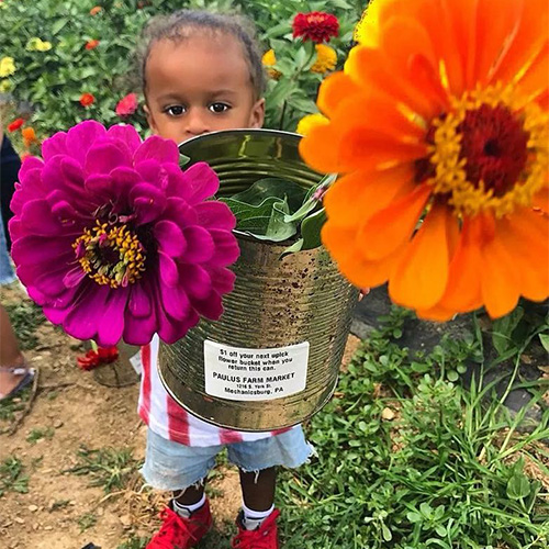 Paulus Farm Market U-Pick Flower Field