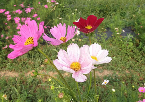 Pick your own flower bouquets at Paulus Farm Market in Mechanicsburg, PA